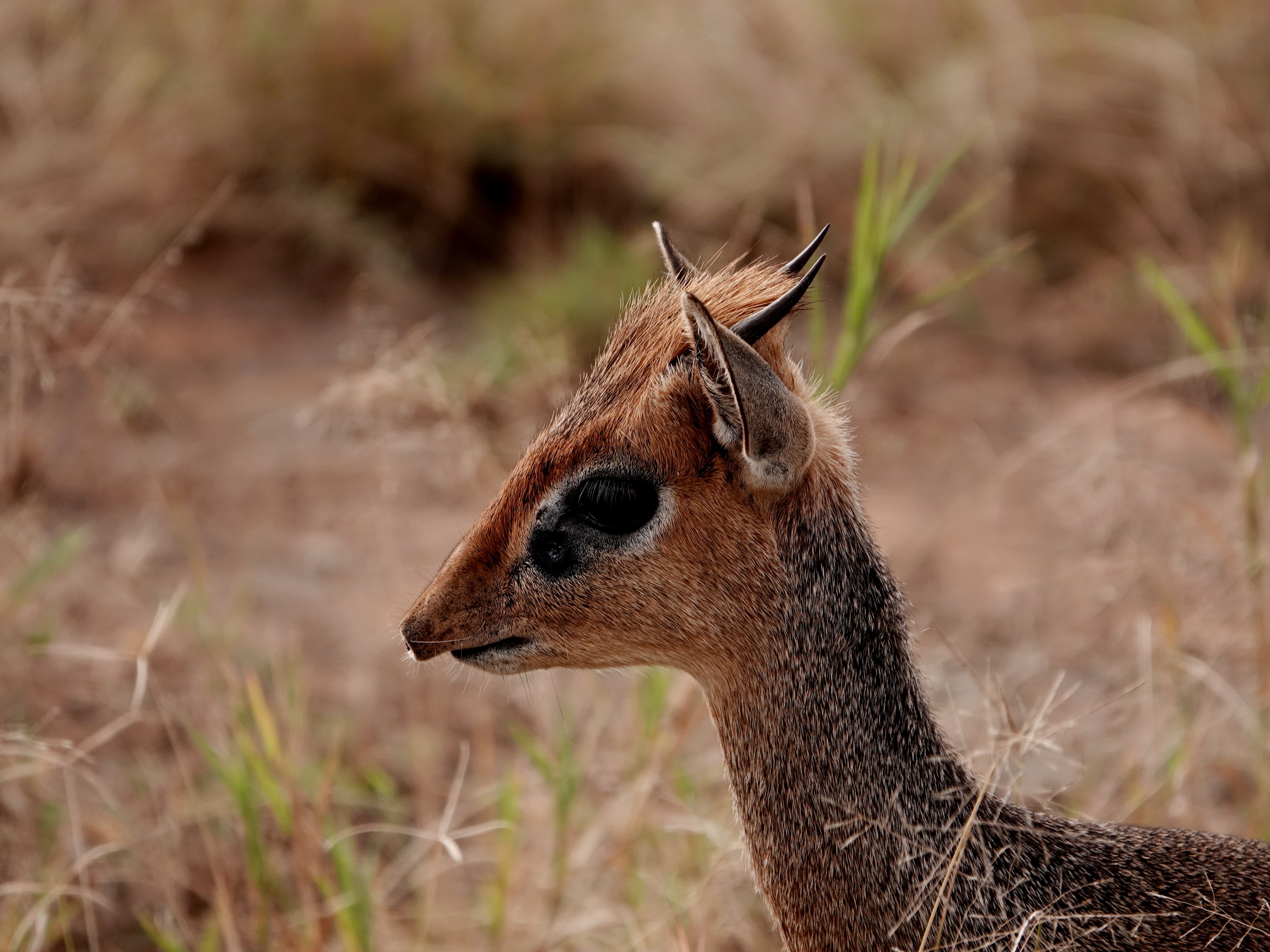 Tanzania 5 Days - 4 Nights Budget Safari